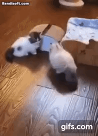 eb112785cf088b3dd6817b0ae9e5e98f..gif