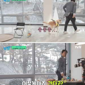 13 안내견에 리트리버가 많은 이유.jpg
