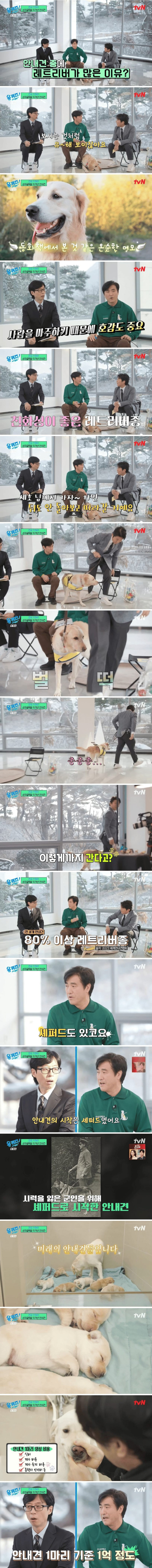 13 안내견에 리트리버가 많은 이유.jpg