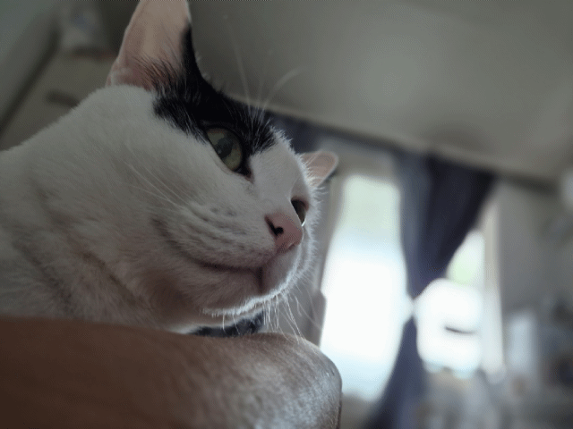 440e71b3fb014306d1a94a09fa663d0c_1748696113_9675.gif
