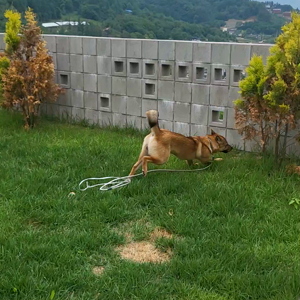 펫플루언서 이미지