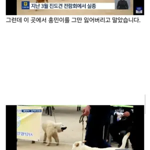 잃어버린지 41일만에 혼자 집 찾아 와 뉴스 탄 진돗개 손홍민이.jpg