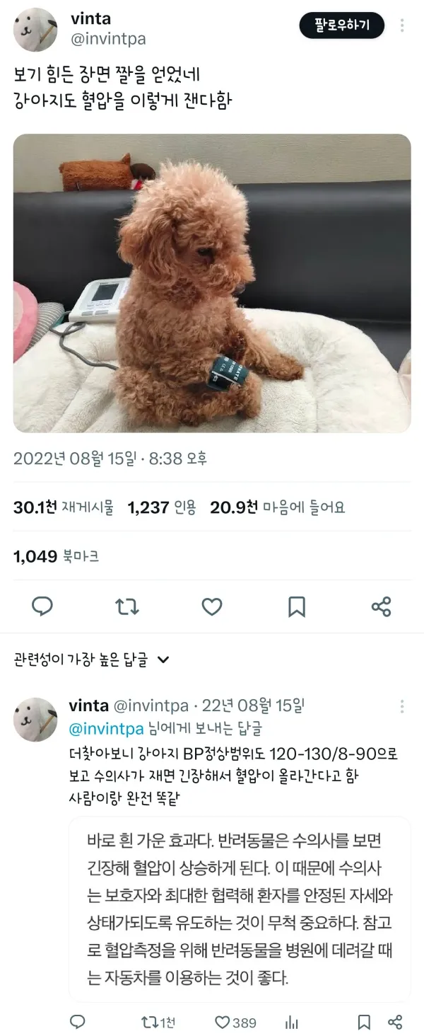 강아지도 혈압을 이렇게 잰다함