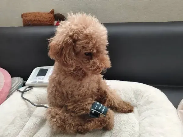 강아지도 혈압을 이렇게 잰다함