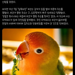20 실종 앵무새, 경찰에 집주소 대고 돌아와.jpg