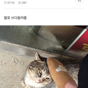 길냥이 손으로 만지긴엔 찝찝해서 | 인스티즈