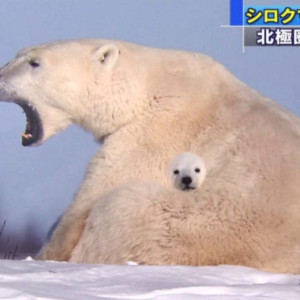 2 너무 합성같아보이지만 진짜라는 북극곰 사진.jpg