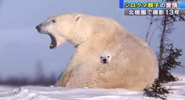 2 너무 합성같아보이지만 진짜라는 북극곰 사진.jpg