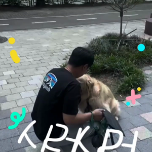 펫플루언서 이미지