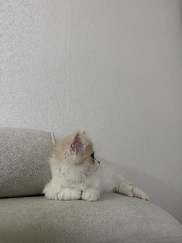 101a81f63ab38e0a74c98d9bfe259254_1746276193_4371.jpeg