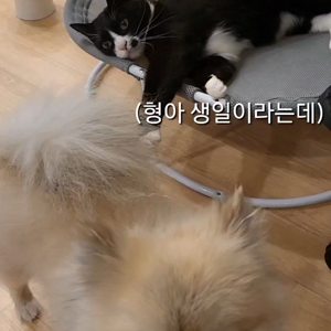 펫플루언서 이미지