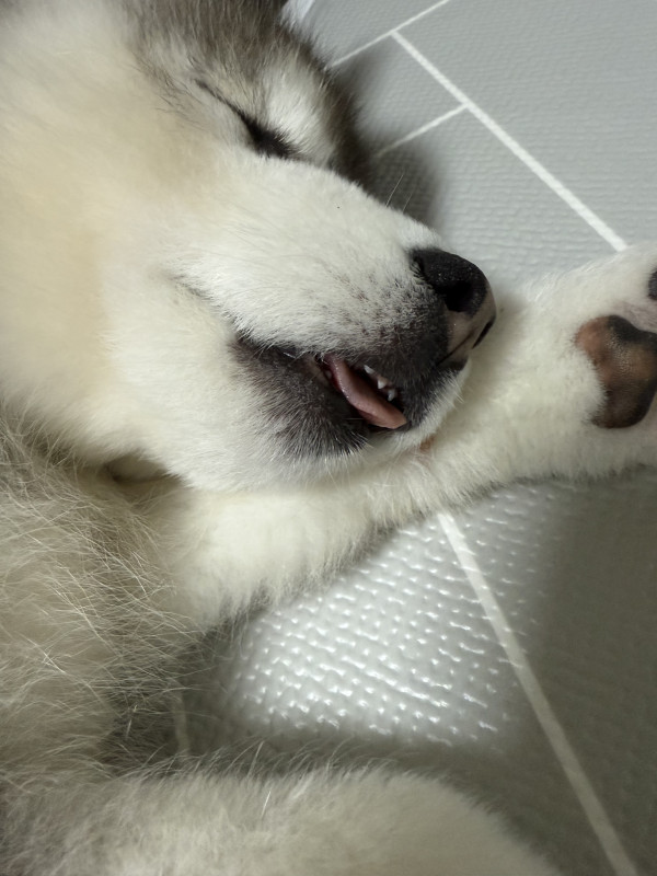 137d6a8400c398771832d7a984a2353d_1748495021_1939.jpeg