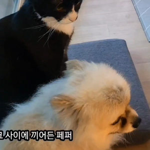 펫플루언서 이미지