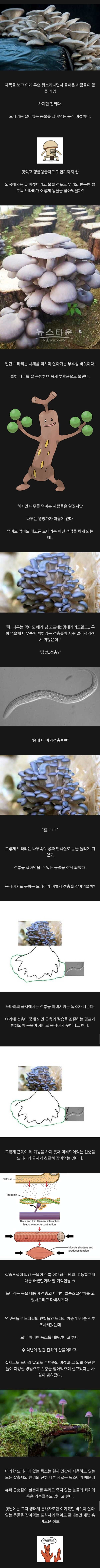 느타리버섯이 사실 &quot;육식&quot; 버섯인 이유.jpg | 인스티즈