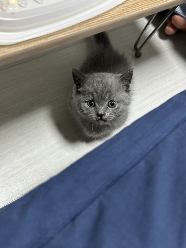 156bbb085c1837e345a698f5f8752469_1746201835_7505.jpeg