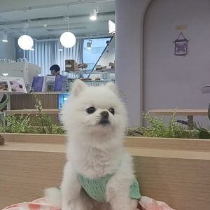 펫플루언서 이미지