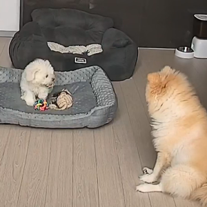펫플루언서 이미지
