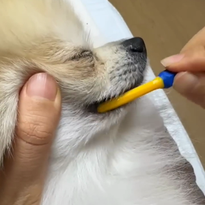 펫플루언서 이미지