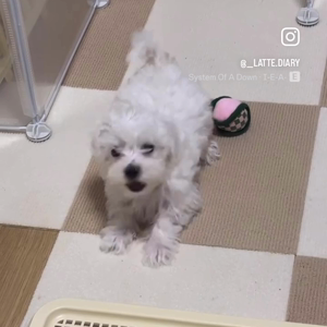 펫플루언서 이미지