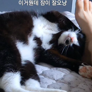 펫플루언서 이미지