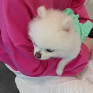 펫플루언서 이미지