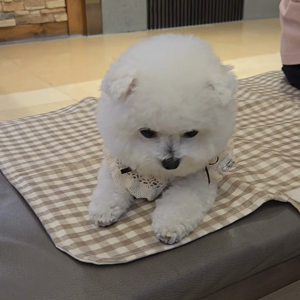 펫플루언서 이미지
