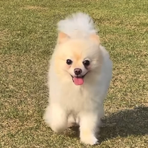펫플루언서 이미지