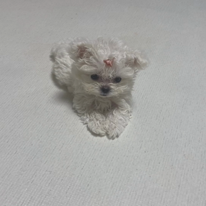 펫플루언서 이미지