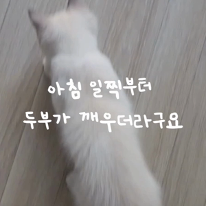 펫플루언서 이미지