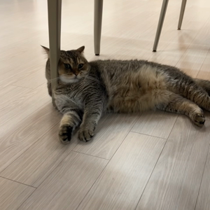 펫플루언서 이미지