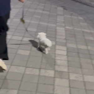 펫플루언서 이미지