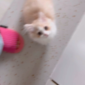 펫플루언서 이미지