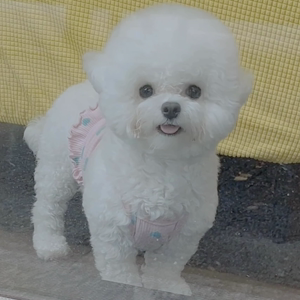 펫플루언서 이미지