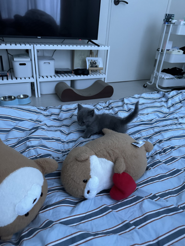 5ecd110d27818285999b638c7611d34d_1746358468_5829.jpeg