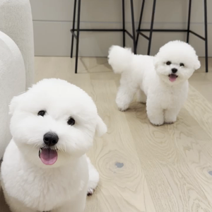펫플루언서 이미지