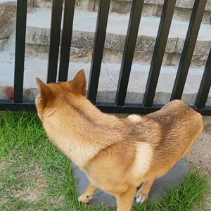 펫플루언서 이미지