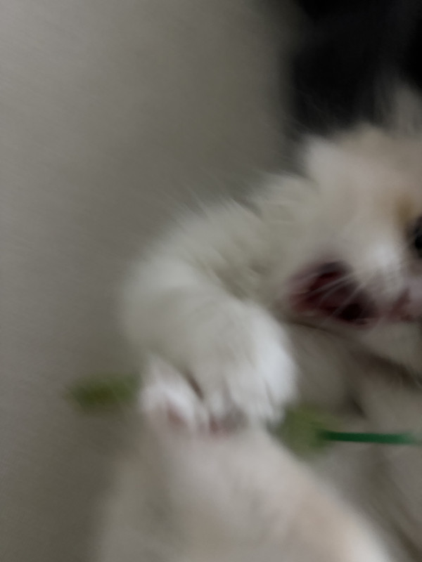 7af617594fc24e4b72dd3d0fb90f3ee2_1747031449_3009.jpeg
