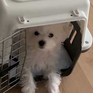 펫플루언서 이미지
