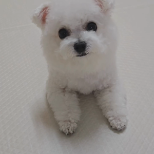 펫플루언서 이미지