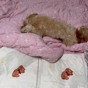 펫플루언서 이미지