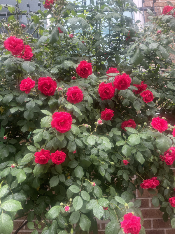 8aa176750a3433894506137b1e956325_1747703191_9529.jpeg