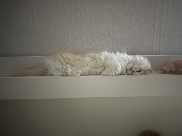 8b5498285501a473fad566f9e976611a_1746136108_8674.jpeg