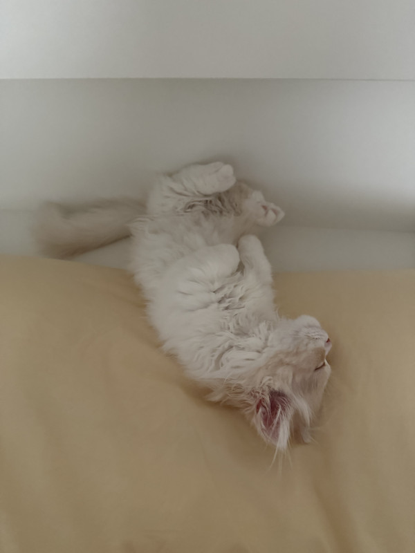 8e2a974e6570d2ca48b36d5e6dcc7736_1748227963_8658.jpeg
