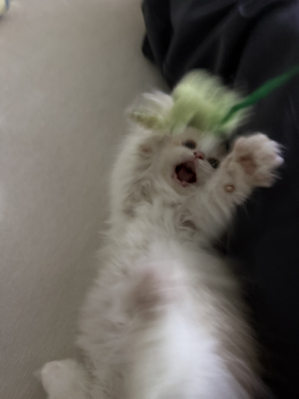 a0a679a13ca1ee0a0054d46fb8cad3fa_1747031447_1141.jpeg