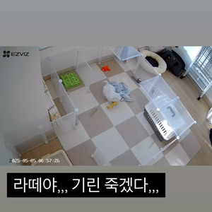 펫플루언서 이미지