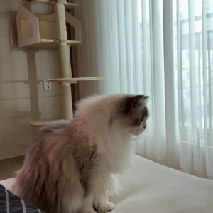 펫플루언서 이미지