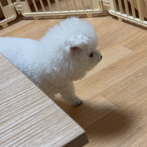 펫플루언서 이미지
