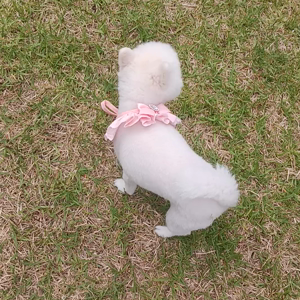펫플루언서 이미지