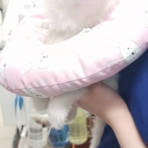 펫플루언서 이미지