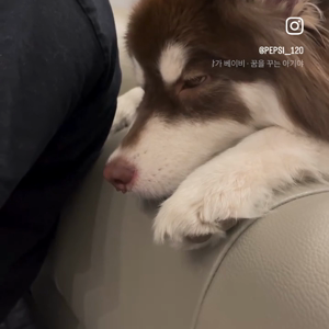 펫플루언서 이미지
